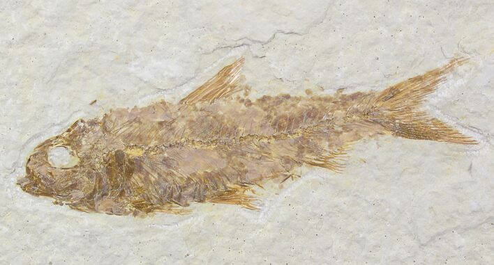 Bargain Knightia Fossil Fish - Wyoming #21891